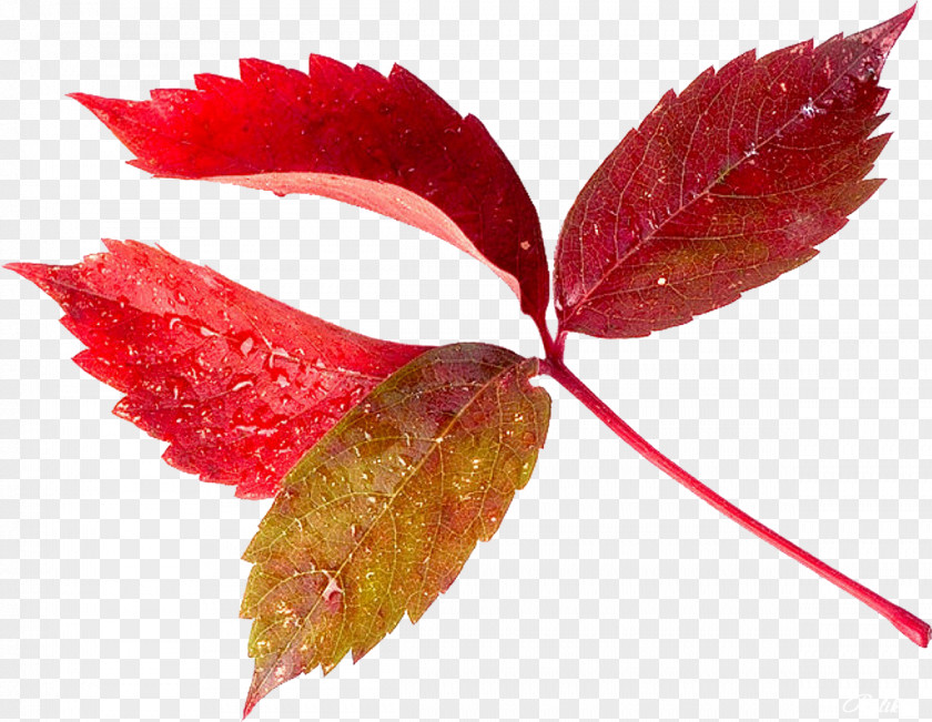 Leaves Leaf Deciduous Vascular Bundle Clip Art PNG