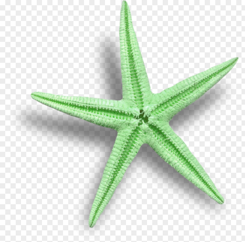 Starfish Clip Art PNG