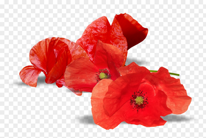 Armistice Day Anzac Remembrance Poppy National War Memorial PNG