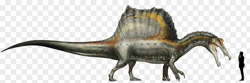 Dinosaur Spinosaurus Giganotosaurus Tyrannosaurus Oxalaia PNG