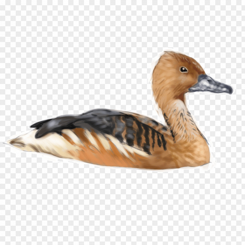 Duck Fulvous Whistling Goose Bird PNG