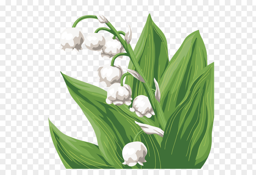 Lily Of The Valley Cut Flowers Flower Bouquet Floral Design PNG