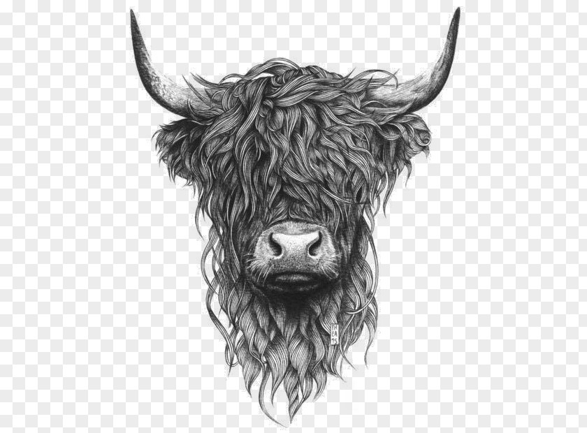Painting Highland Cattle Scottish Highlands Paper Drawing Printing PNG