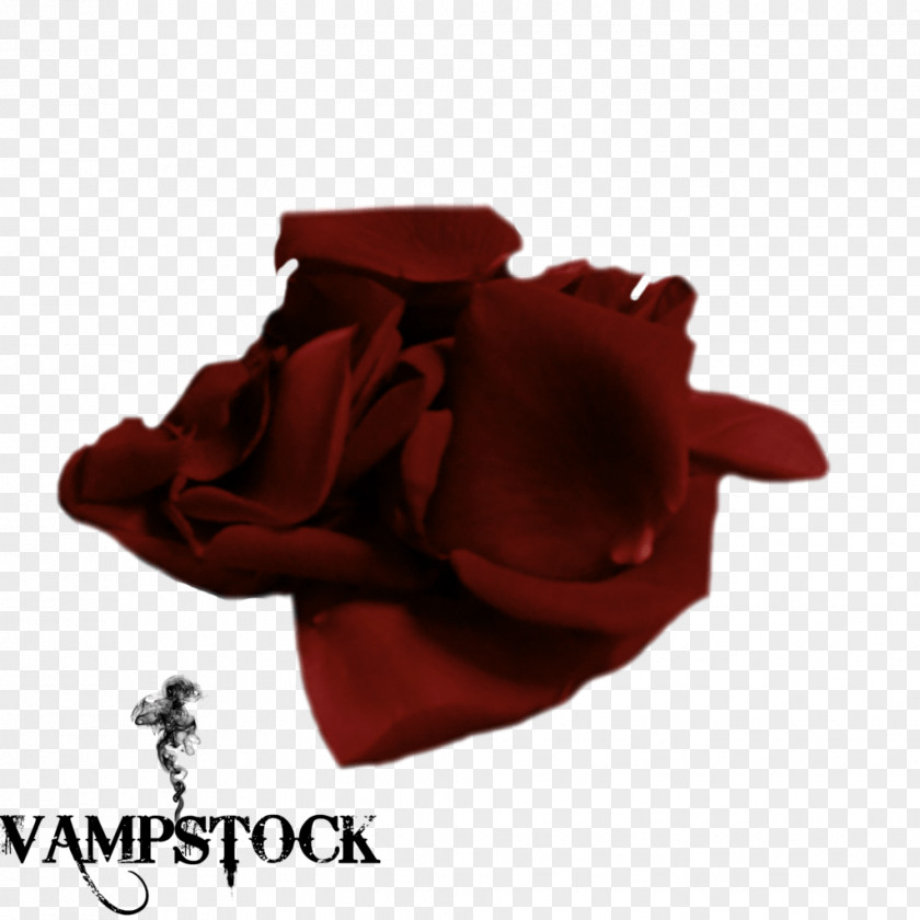 Red Rose Petal Adobe Photoshop Image Transparency Information PNG