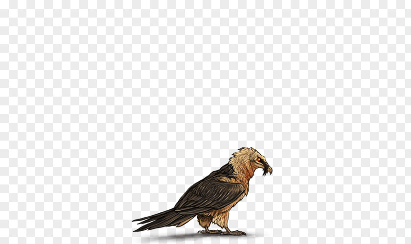 Eagle Buzzard Hawk Beak Feather PNG