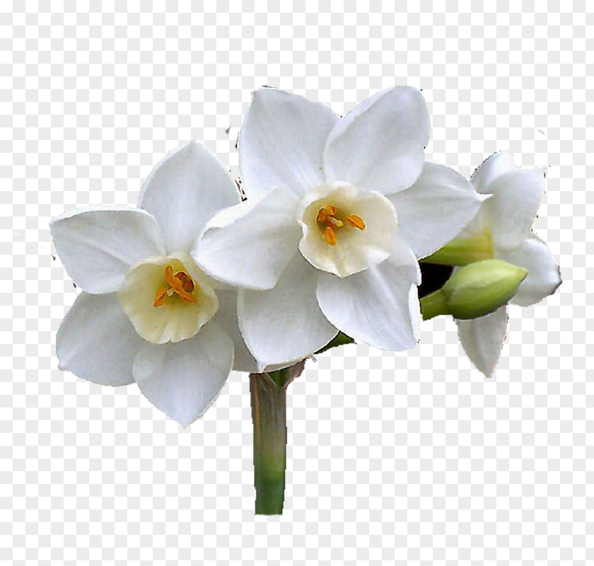 Flower Daffodil Cut Flowers Moth Orchids Plant Stem PNG