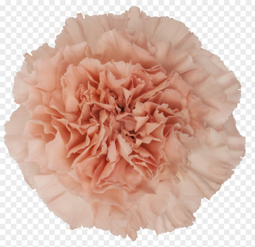Mother 's Day Carnations Carnation Pink Cut Flowers Rose PNG