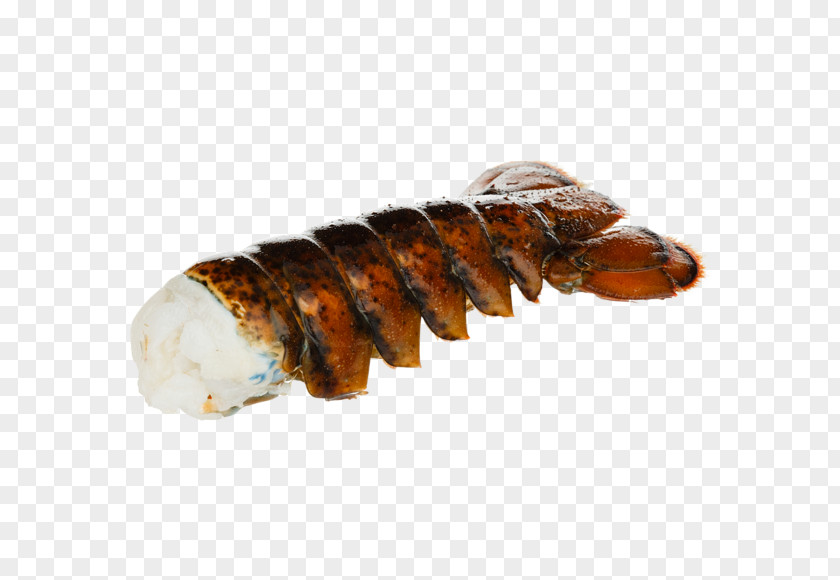 Seafood PNG