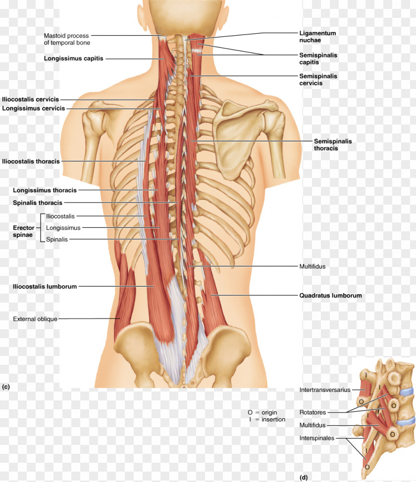 The Pleasing Muscles Of Water Erector Spinae Vertebral Column Longissimus Serratus Posterior Superior Muscle PNG