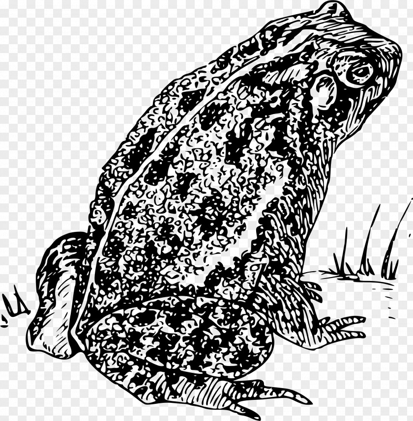 Coloring Book Blackandwhite Frog Cartoon PNG