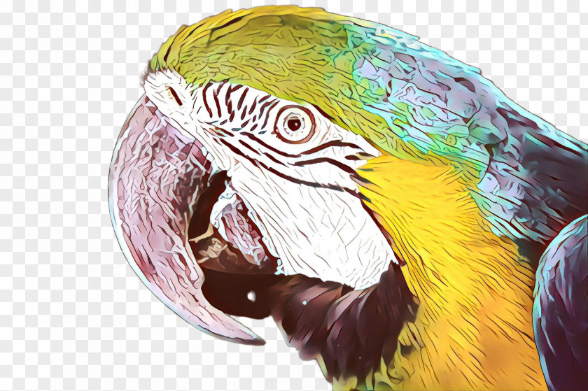 Feather PNG