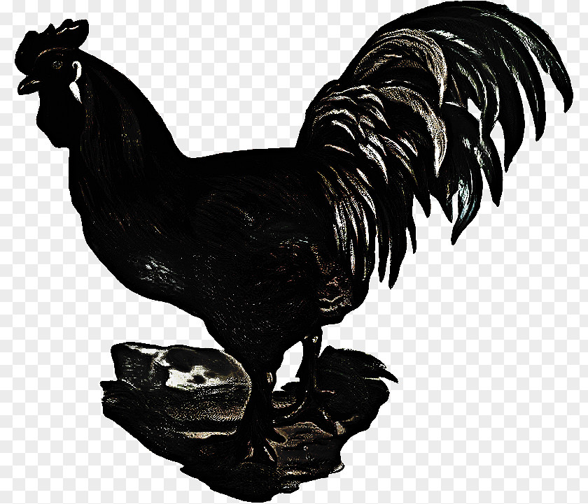 Fowl Blackandwhite Bird Cartoon PNG