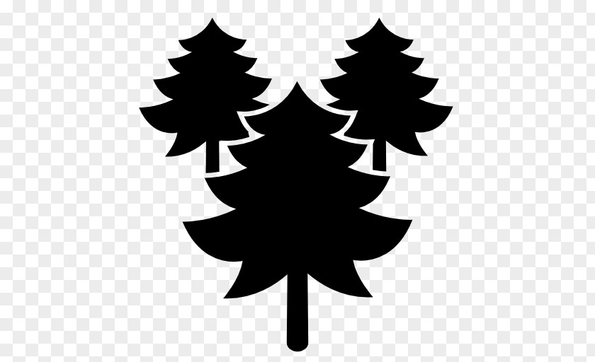 Tree Pine Cedar PNG