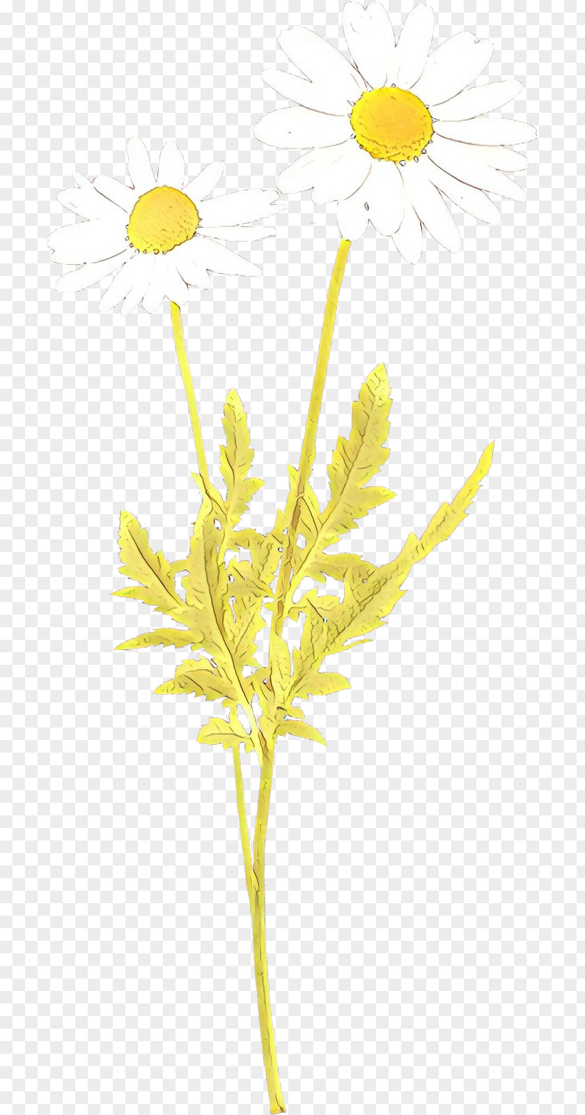 Yellow Plant Flower Leaf Pedicel PNG
