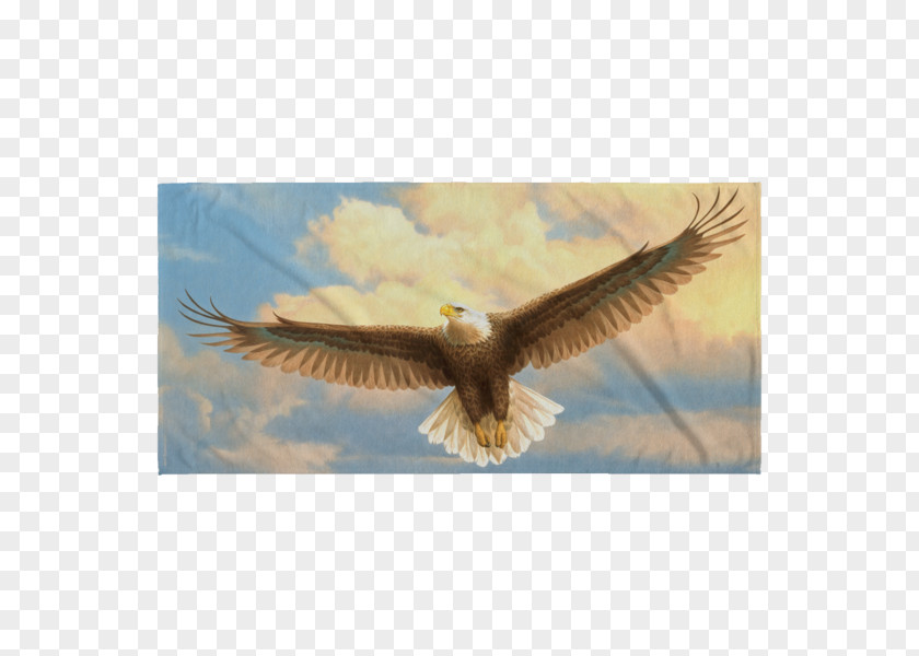 Beach Towel Bald Eagle Bird Of Prey Accipitriformes PNG