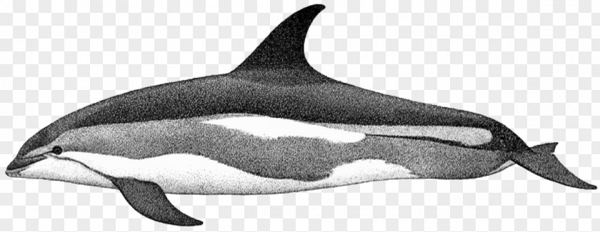 Black And White Dolphin Pictures Common Bottlenose White-beaked Short-beaked Rough-toothed Tucuxi PNG