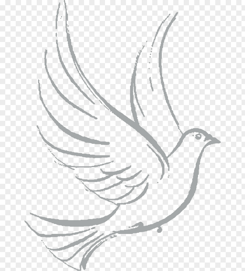 Colombe Columbidae Drawing Doves As Symbols Sketch PNG