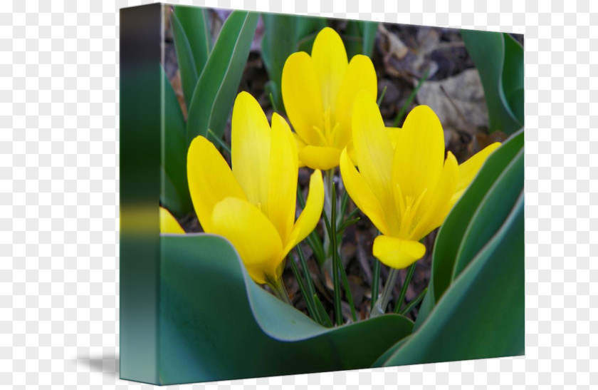 Crocuses Crocus Vernus Gallery Wrap Flora Yellow Canvas PNG