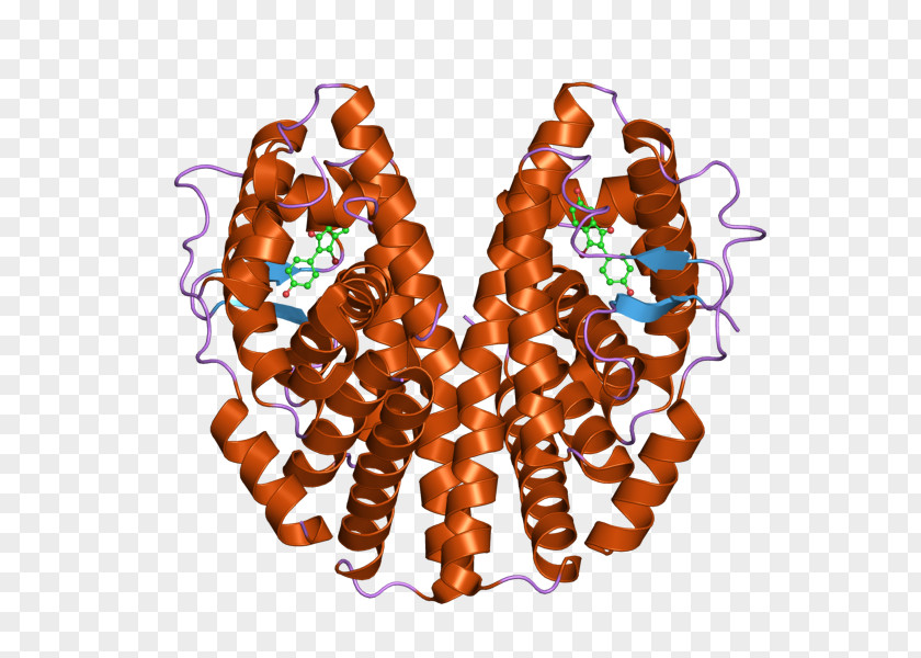 Estrogen Receptor Alpha Crystal Structure Nuclear PNG