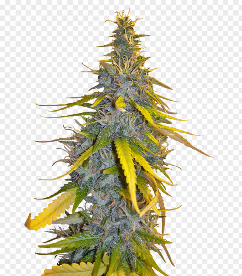 Kush Seed Cultivar Marijuana Afghanistan Spruce PNG