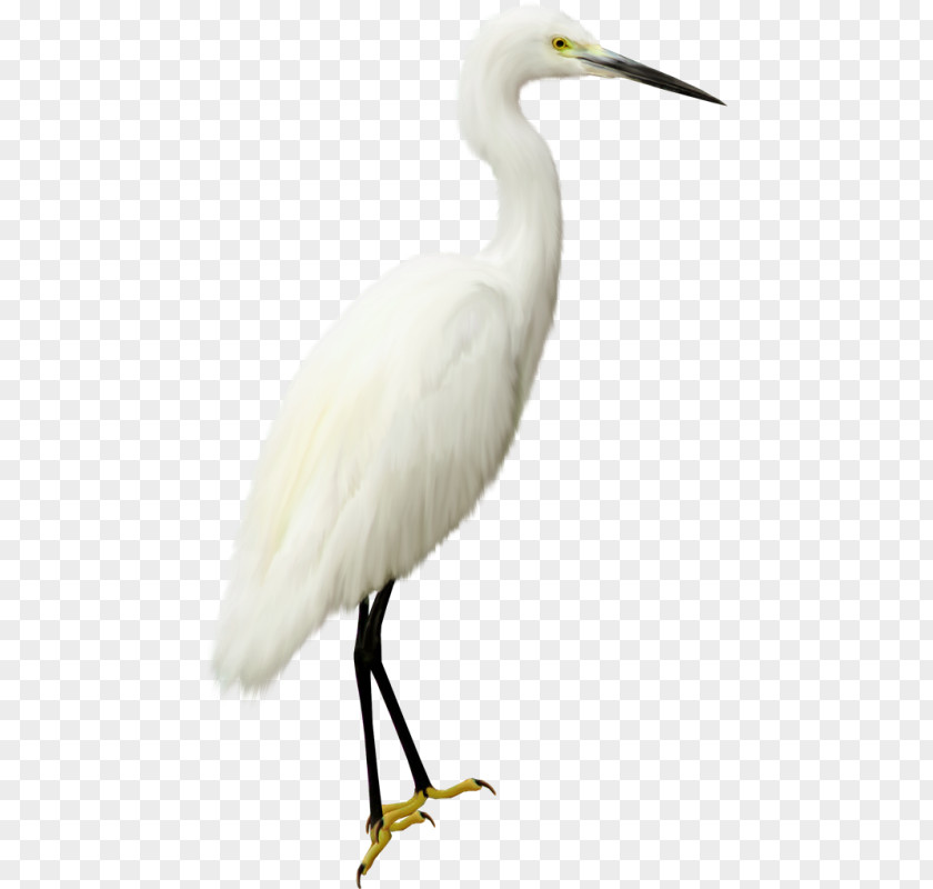White Crane Seabird Photography Clip Art PNG