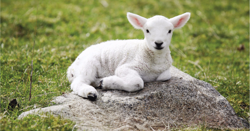 Lamb Sheep And Mutton Desktop Wallpaper High-definition Video 1080p PNG