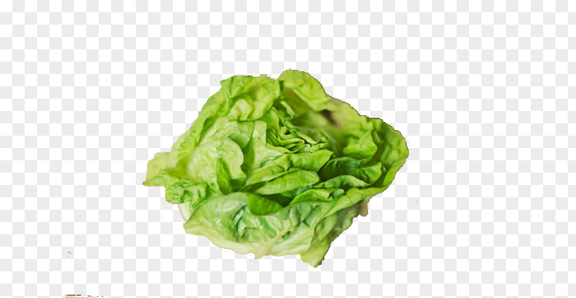 A Fresh Cabbage Smoothie Nutrient Centers For Disease Control And Prevention Lettuce PNG