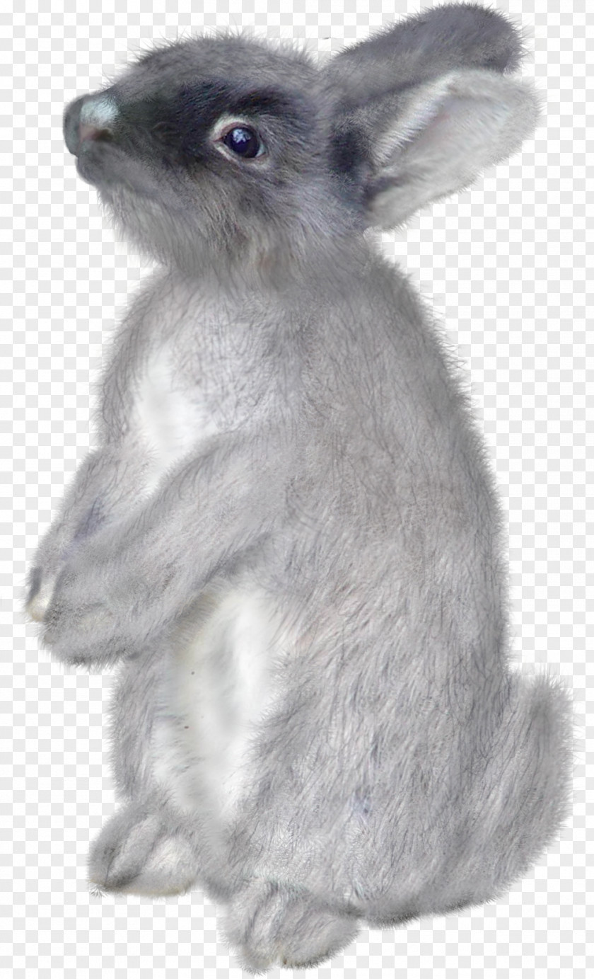 Bunny Cartoon Domestic Rabbit Hare Easter PNG