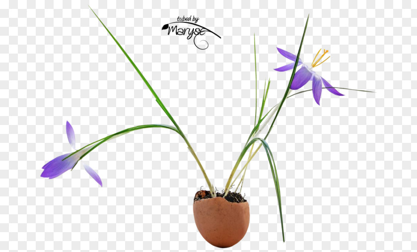 Crocuses Flowerpot Flowering Plant Stem PNG