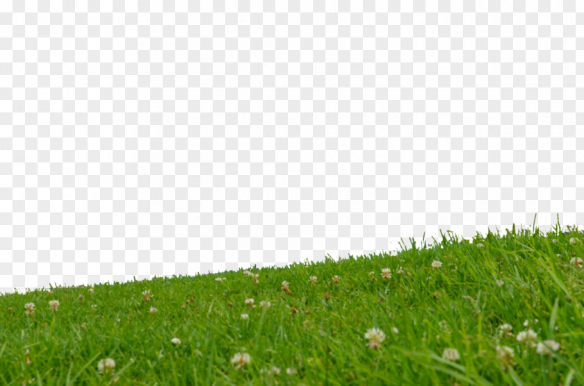 Park Lawn Grassland Slope Meadow Artificial Turf PNG