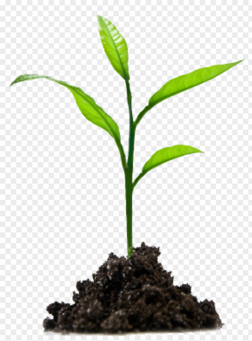 Seed Tree Paper Shrub Deciduous Stock Photography PNG