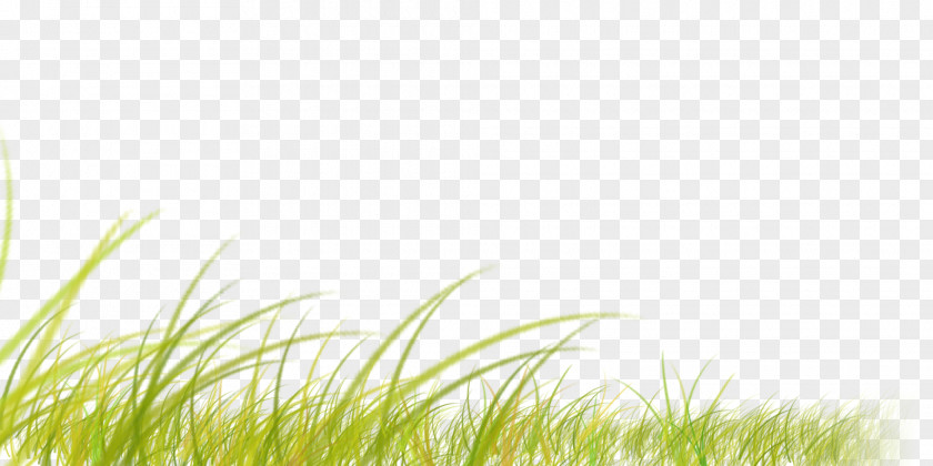 Tall Grass Desktop Wallpaper Grasses Sunlight Computer PNG