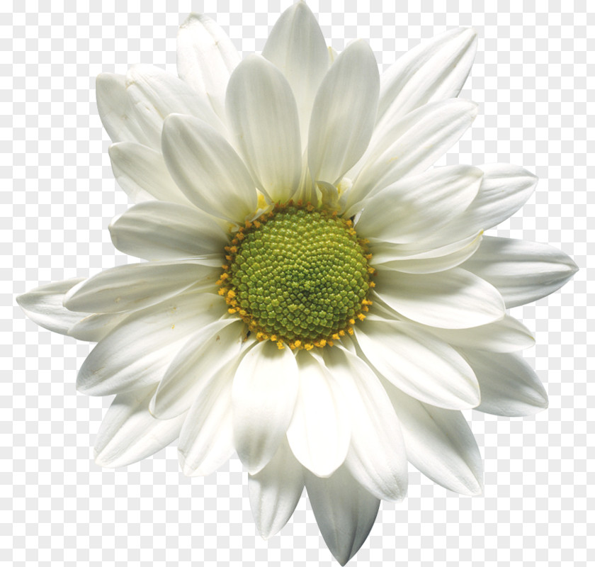 Chrysanthemum Microsoft Word Flower Clip Art PNG
