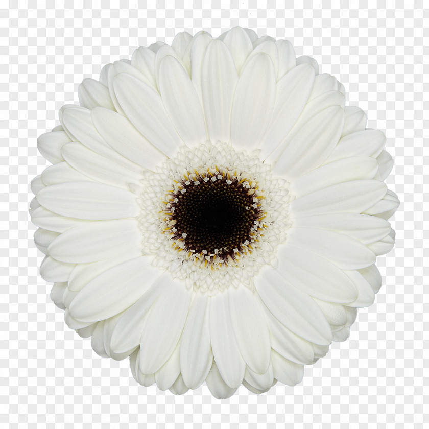 Flower Transvaal Daisy Cut Flowers Junkspace: Repenser Radicalement L'espace Urbain Floristry PNG