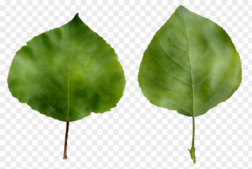 Leaf Blechum Pyramidatum Plant Stem Plants Root PNG