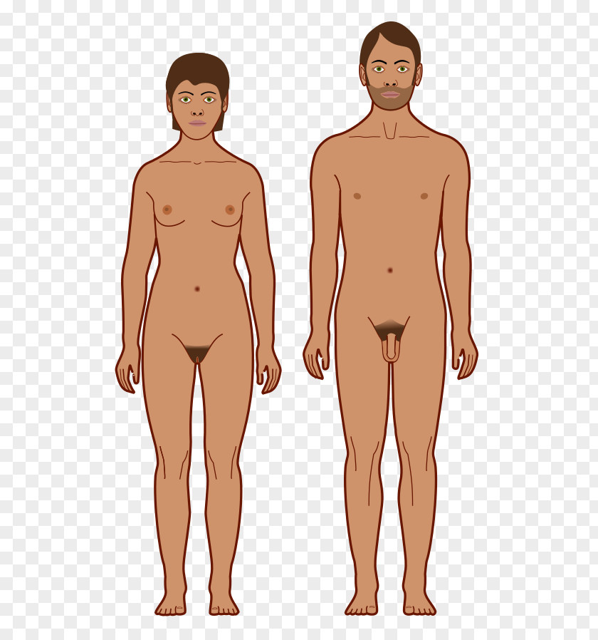 Arm Human Body Skin Color Homo Sapiens Hair PNG