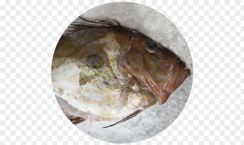 Caldeirada De Peixe Fauna Tableware Fish PNG