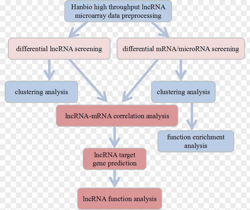 Differential Analyzer Long Non-coding RNA MicroRNA Bioinformatics Research PNG