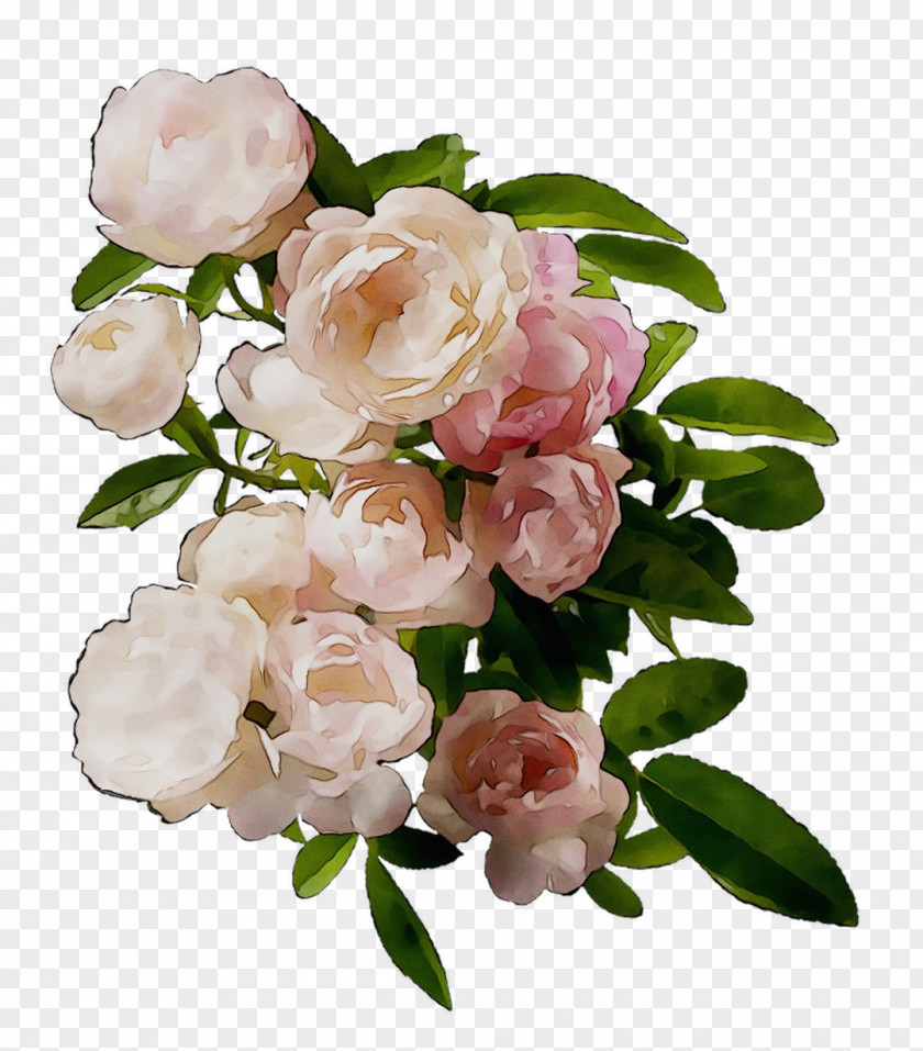 Garden Roses Floral Design Cabbage Rose Floribunda Flower PNG
