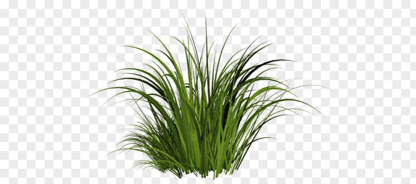 Grass PNG Grass, green leafed plant clipart PNG