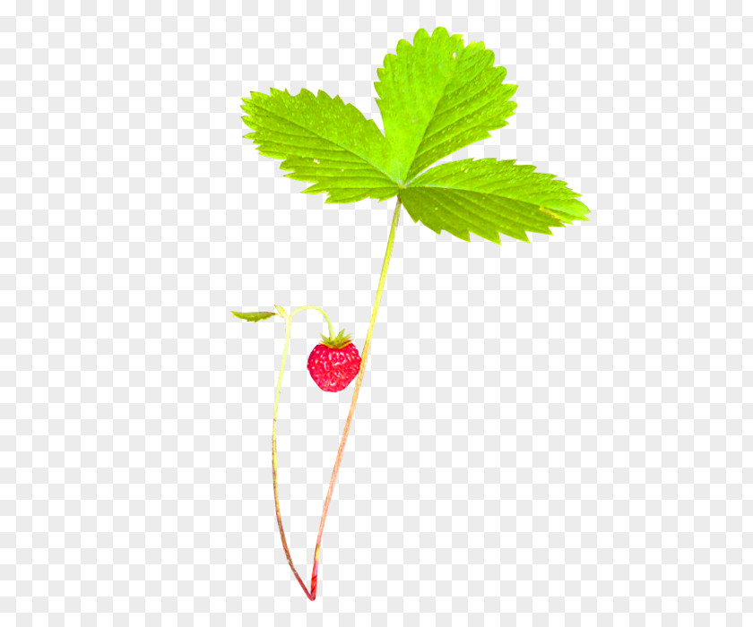 Green Fresh Plant Strawberry Decorative Patterns Aedmaasikas PNG