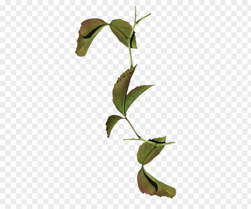 Leaf Plant Stem Megabyte Clip Art PNG