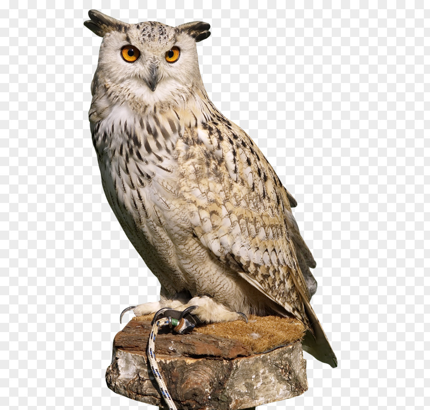 Owl Eurasian Eagle-owl Bird Great Horned PNG
