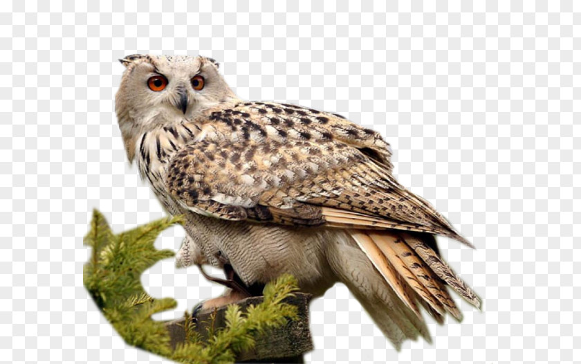 Owl Little Bird PNG