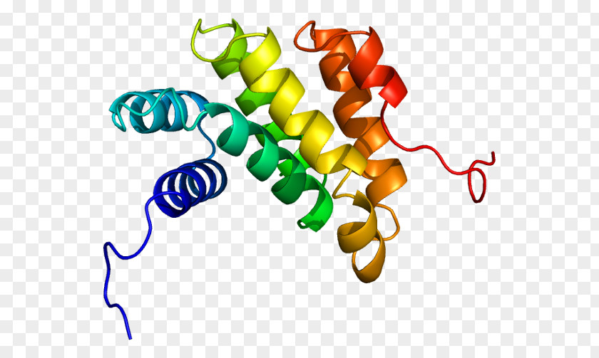 PDCD4 Protein Gene Tafazzin Oncomir PNG