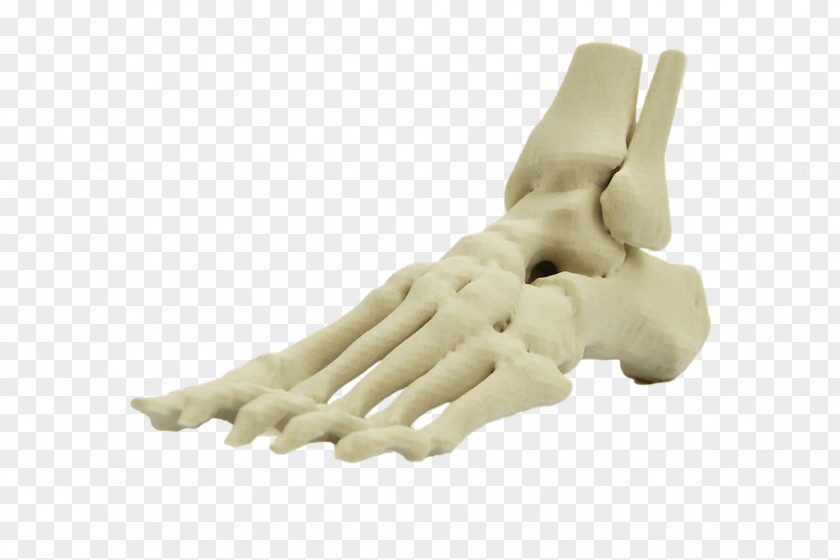 Skeleton Foot Human Anatomy Body Finger PNG