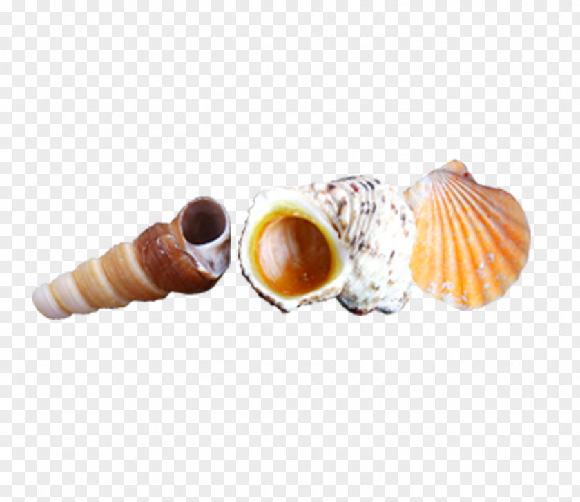 Conch Shell Computer File PNG