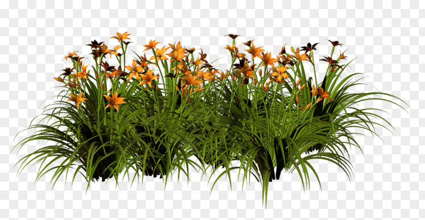 Design Grasses Floral Flowerpot Shrub PNG