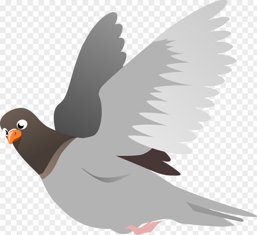 Pigeon English Carrier Homing Columbidae Bird Clip Art PNG