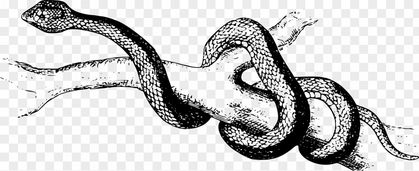 Snakes Snake Pit Viper Boa Constrictor Clip Art PNG